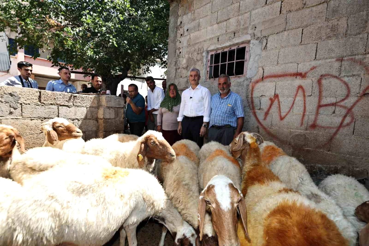 Şahinbey Belediyesi’nin Hayvan Desteğiyle Geçimini Sağlayan Vatandaşın Koyun Sayısı 130’a Ulaştı
